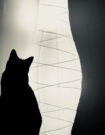 A cat silhouetted in front of a lamp