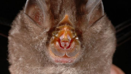 A mountain horseshoe-shaped bat called Rhinolophus monticolus was found by a scientist in Thailand. Image: PA