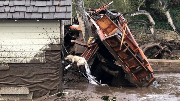 Поисковая собака ищет жертв в поврежденных домах после оползня в Монтесито, штат Калифорния.
