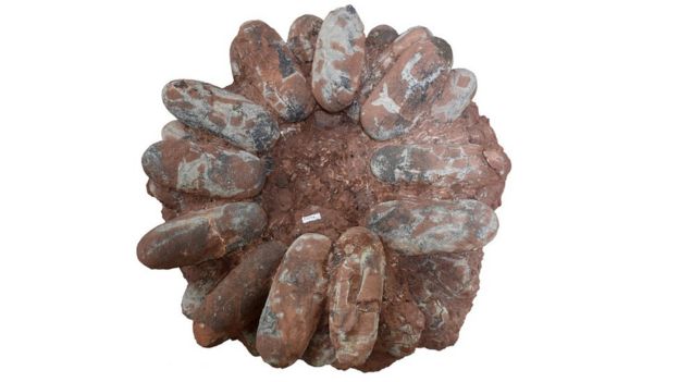 The nest of a regular oviraptorosaur the clutch of eggs has a small central gap