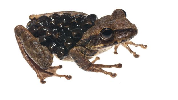 Sapo da espécie Stefania evansi