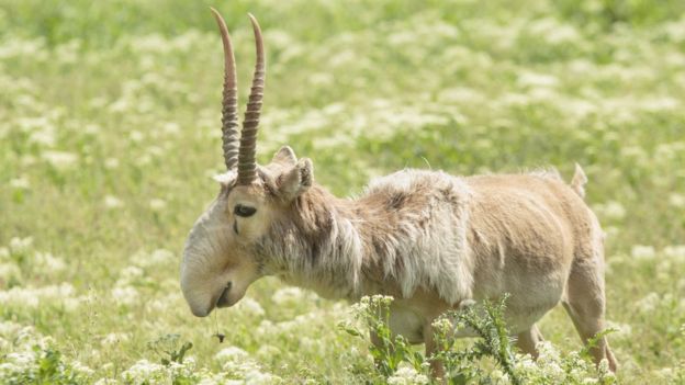 Antílope saiga