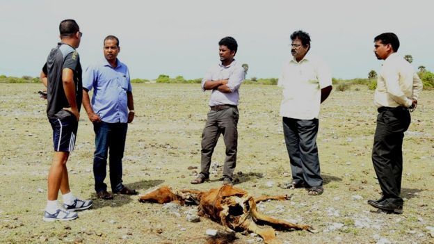Sri Lanka Neduntheevu Horse death due to drought