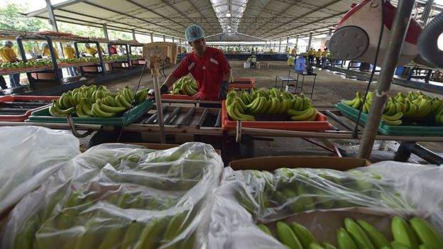 Empresa bananera en Ecuador.
