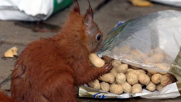 Ardilla comiendo maní