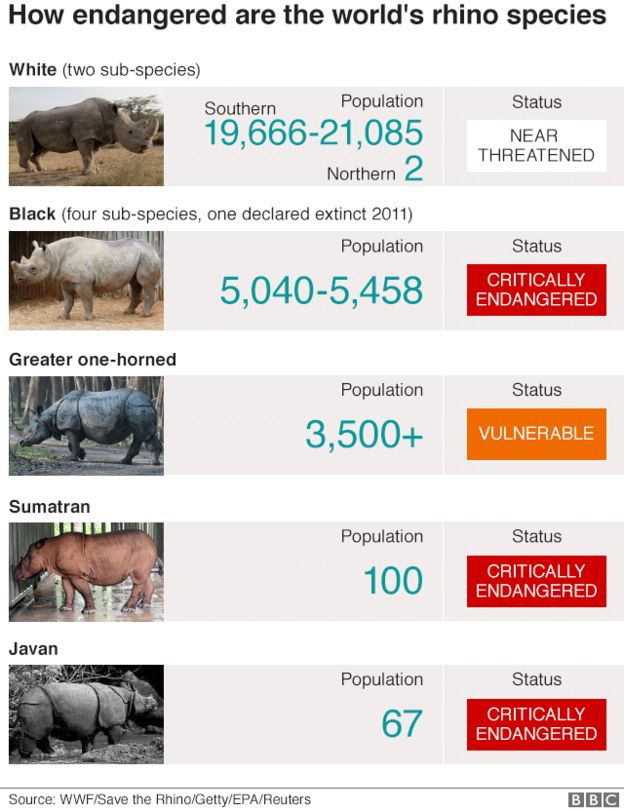 A chart showing the five rhino species and their populations. Three are critically endangered, one is vulnerable and another near threatened.