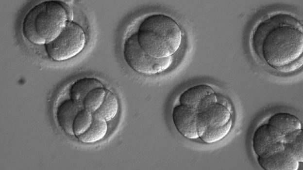 Esta imagen muestra los blastómeros dentro de los embriones tempranos dos días después de la inyección de los espermatozoides y el CRISPR.