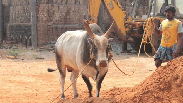 மதுரையில் ஜல்லிக்கட்டுக்கு தயாராகும் காளைகள்