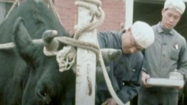 Muchos doctores descalzos practicaban con animales, como registró este documental de la BBC.