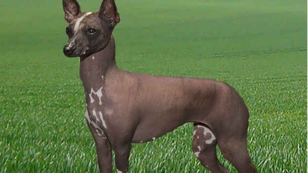 The Mexican hairless dog