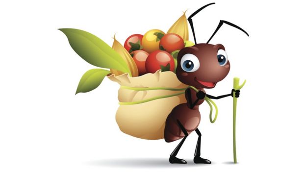 Dibujo de una hormiga