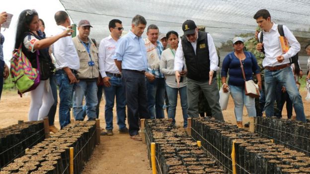 Cultivos alternativos en Guaviare
