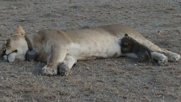 Simba Nasikitok akimnyonyesha mwana huyo wa chui katika Ngorongoro