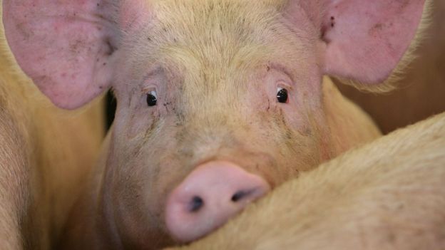 A pig waits to be auctioned to farmers and buyers attending the York Livestock Auction