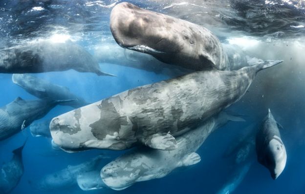 பெருங்கூட்டம்