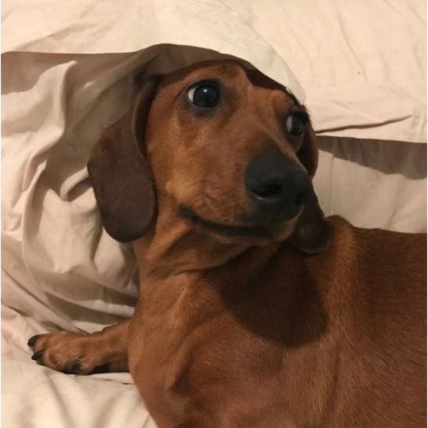 'எனக்கு வாக்குச்சாவடிக்கு செல்ல விருப்பமில்லை' என்ற மனோபாவத்துடன் வீட்டில் ஓய்வெடுக்கும் ஆட்டோ வான் பிஸ்பார்க்