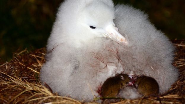 Tristan albatross chick with mice