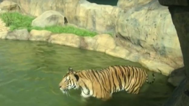 A tiger at the zoo (Sept 2016)