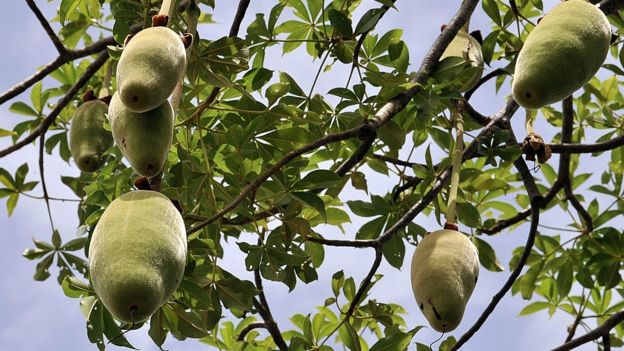 Le pain de singe, le fuit du baobab
