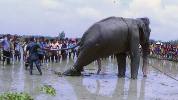 Grupo de personas halan al animal con cuerdas, 16 de agosto de 2016