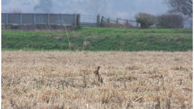 Hare in Miscanthus field after cutting