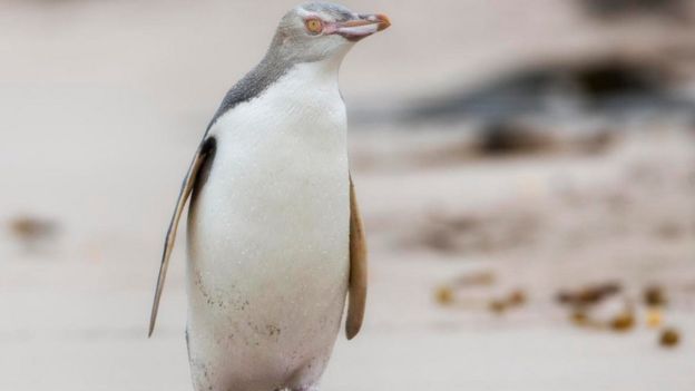 மஞ்சள் கண்கள் கொண்ட பென்குயின்