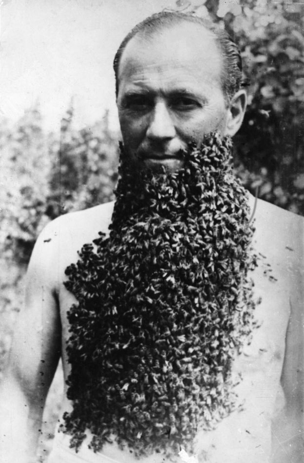 தேனீ தாடி