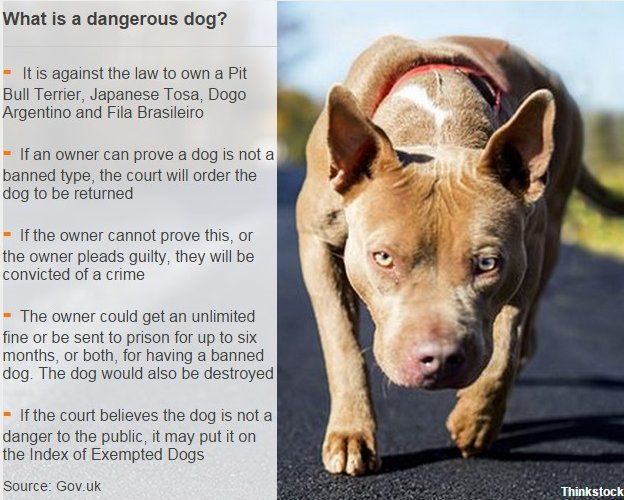 american pitbull terrier in uk kennelling seized dogs places u0027burden u0027 on police budgets bbc news american pitbull terrier in uk kennelling seized dogs places u0027burden u0027 on police budgets bbc news