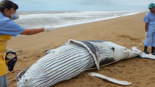 Filhote de baleia encalhado