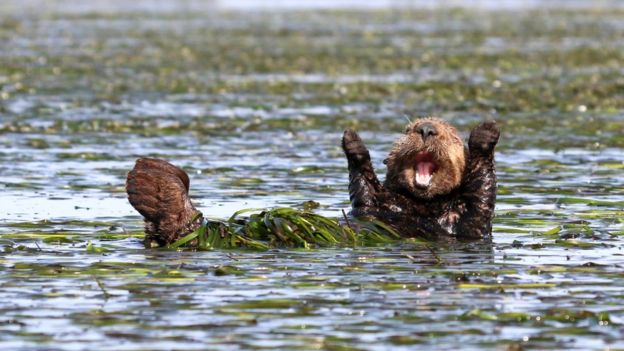 Nutria. Foto: Penny Palmer