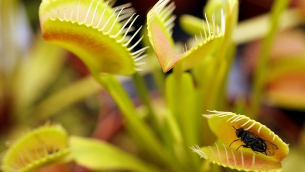 Maua ya Venus Flytrap