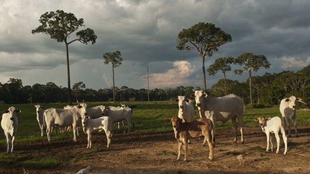 Gado na Amazônia