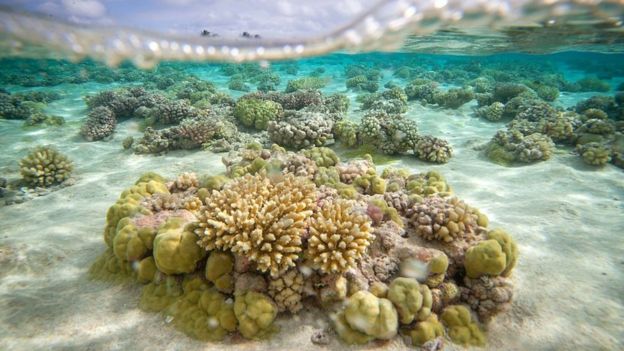 பவள பாறைகள்