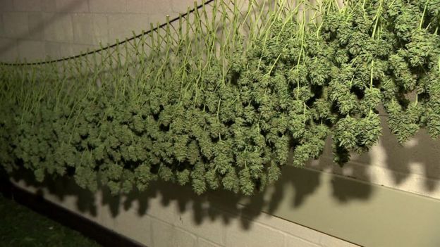 Plantas de marihuana en proceso de secado en el búnker de Chilmark, en Inglaterra.