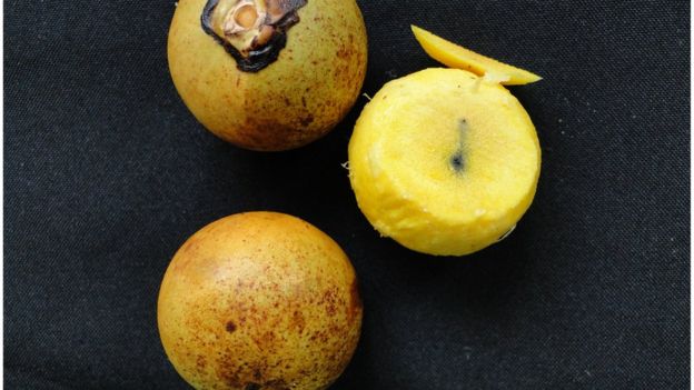 Fruto del coyol.