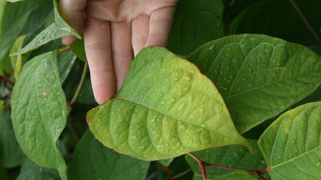 Close-up of knotweed leaf