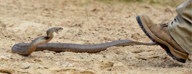 A deadly Australian eastern brown snake rears up as a snake catcher approaches in a Sydney suburb