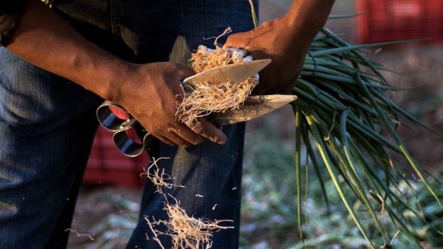 Inmigrante mexicano trabajando el campo en Estados Unidos