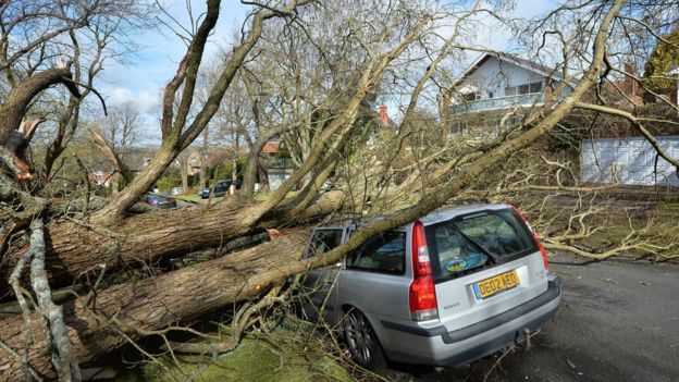 tree fallen on car