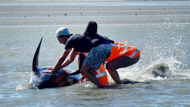 Volunteers hold a pilot whale upright during a second mass stranding of whales in New Zealand, 11 February 2017