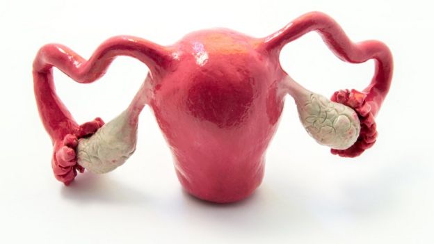 Maqueta del útero y los ovarios.