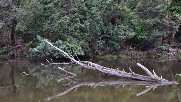 பிரதிபலிப்பு