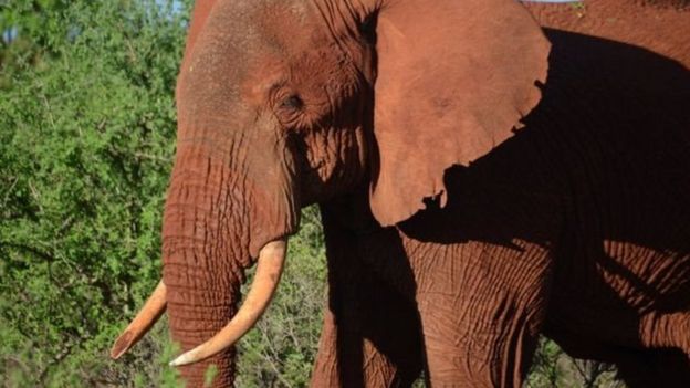 யானை தந்தம்