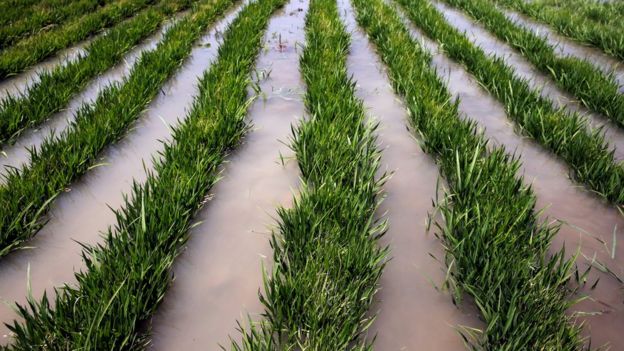 Plantação de arroz na Nigéria