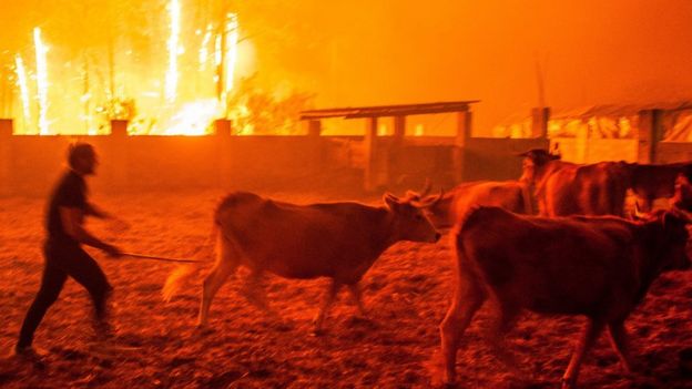 Men gather cattle during a forest fire in Vieira de Leiria, Marinha Grande, Portugal 16/10/2017