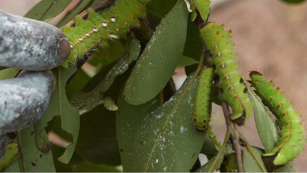 Wadudu kwa jina Silkworms anaofanya kampeni kwa Wachina kuwala