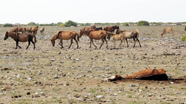 Sri Lanka Neduntheevu Horse death due to drought