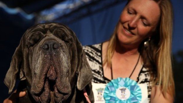 `மார்த்தா` என்ற மாஸ்டினோ வகை நாய், இந்த ஆண்டின்