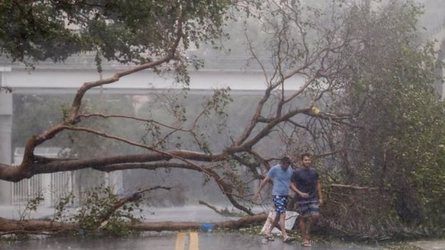 Árbol caído en Miami