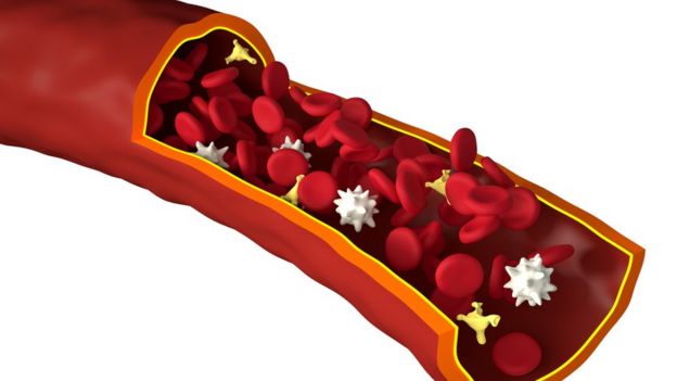 Ilustración de un vaso sanguíneo con corpúsculos
